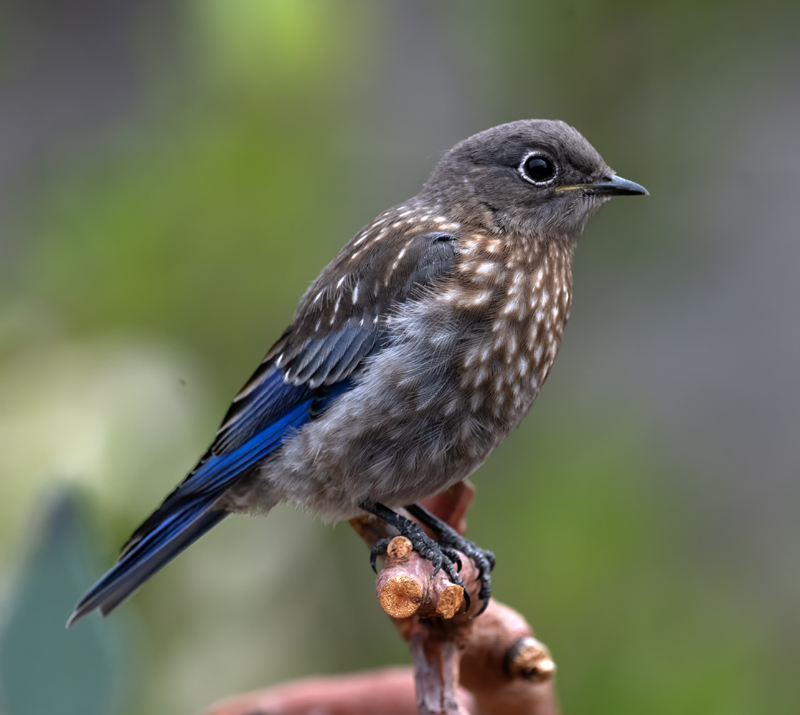 Western_Bluebird_21_CA_117