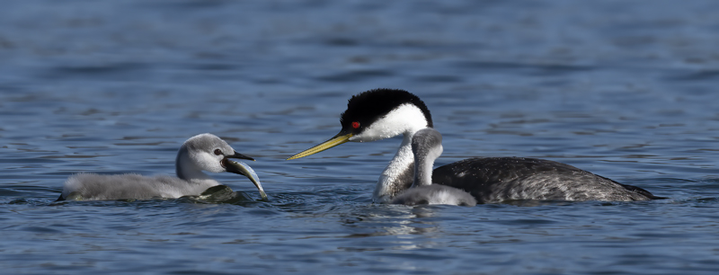 Western_Grebe_21_CA_520