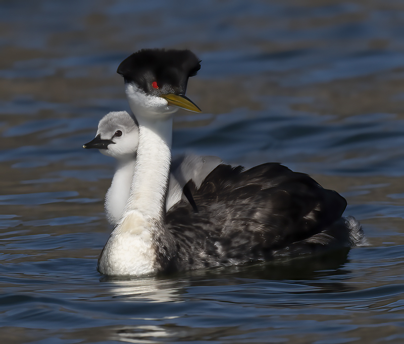 Western_Grebe_21_CA_566