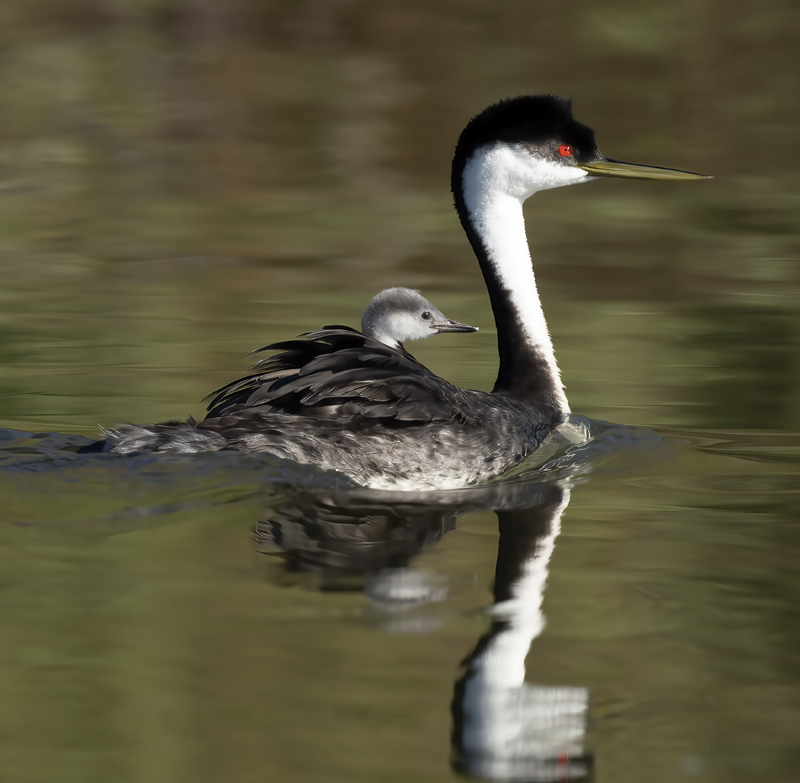 Western_Grebe_21_CA_767