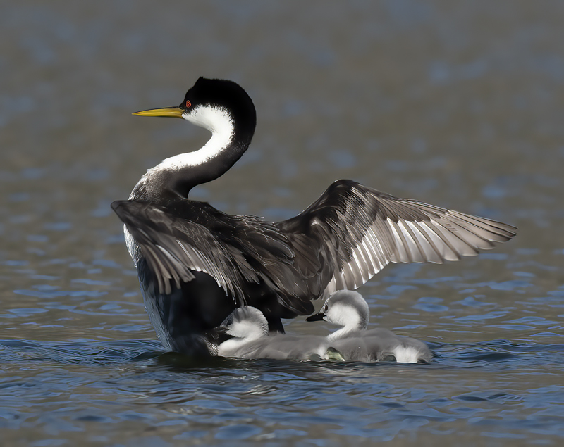 Western_Grebe_21_CA_824