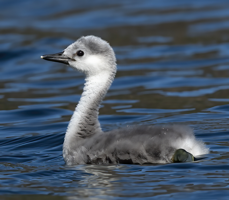 Western_Grebe_21_CA_829