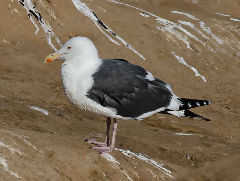 Western_Gull_10_CA_001