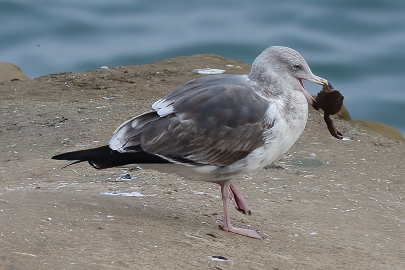 Western_Gull_10_CA_006