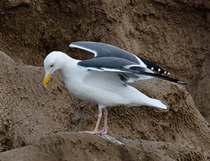 Western_Gull_10_CA_008