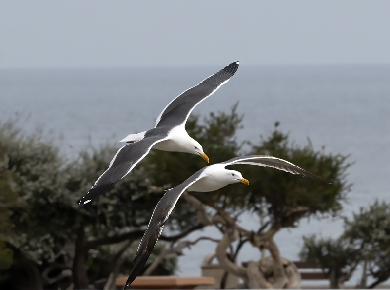 Western_Gull_21_CA_018