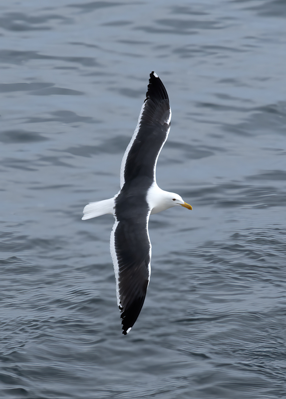 Western_Gull_21_CA_024
