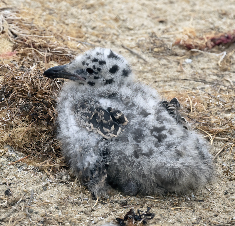 Western_Gull_21_CA_106