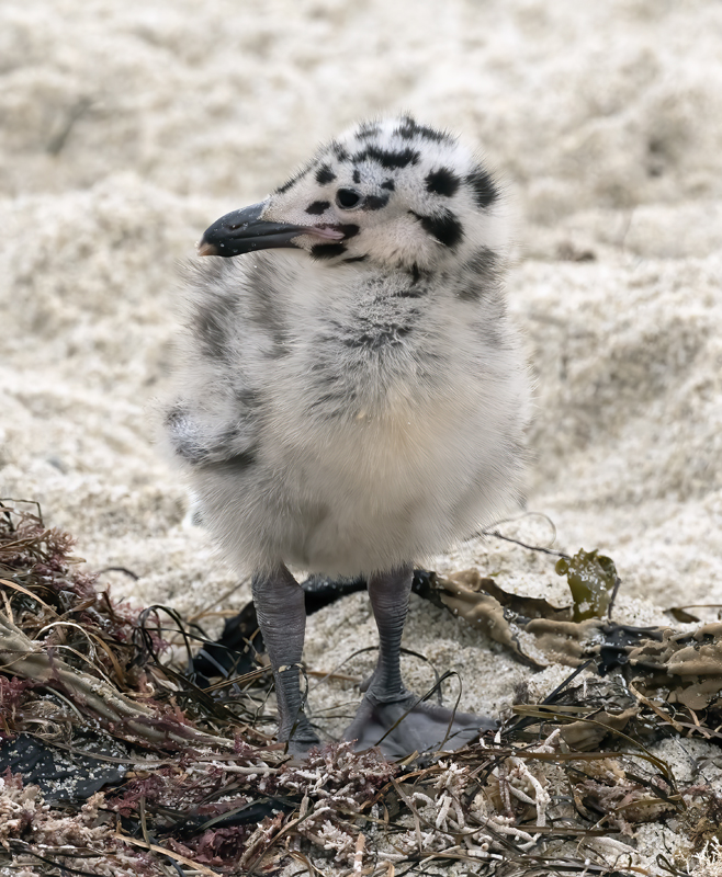 Western_Gull_21_CA_113