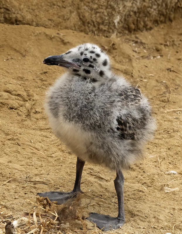 Western_Gull_21_CA_124