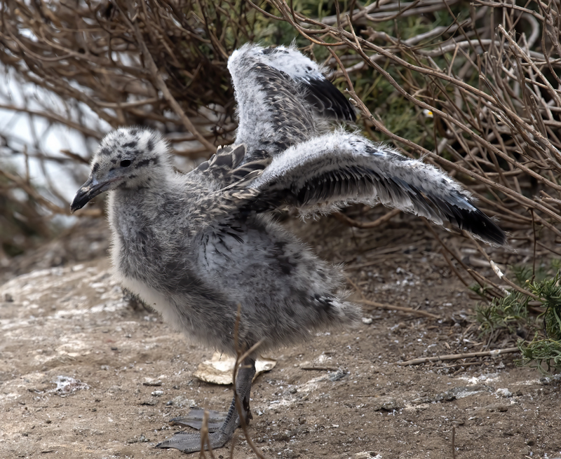 Western_Gull_21_CA_128