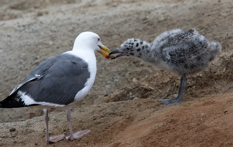 Western_Gull_21_CA_146