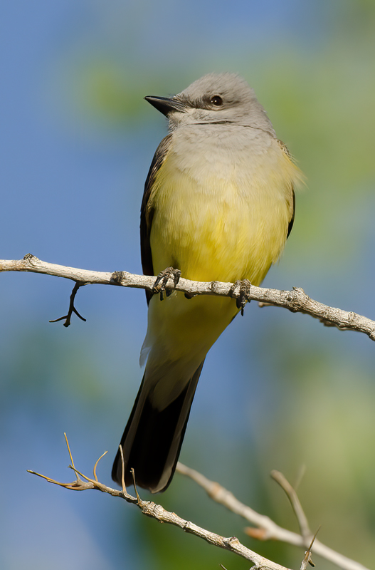 Western_Kingbird_13_CA_023