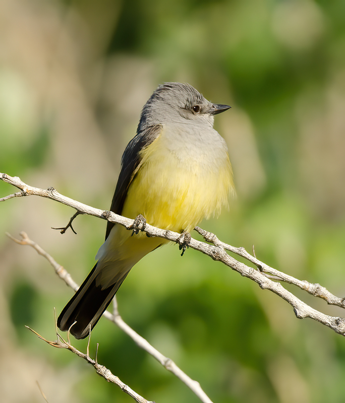 Western_Kingbird_13_CA_025