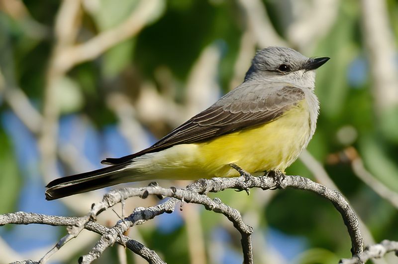 Western_Kingbird_13_CA_028