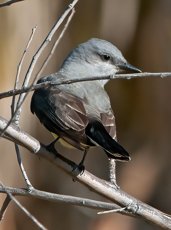 Western_Kingbird_13_CA_030