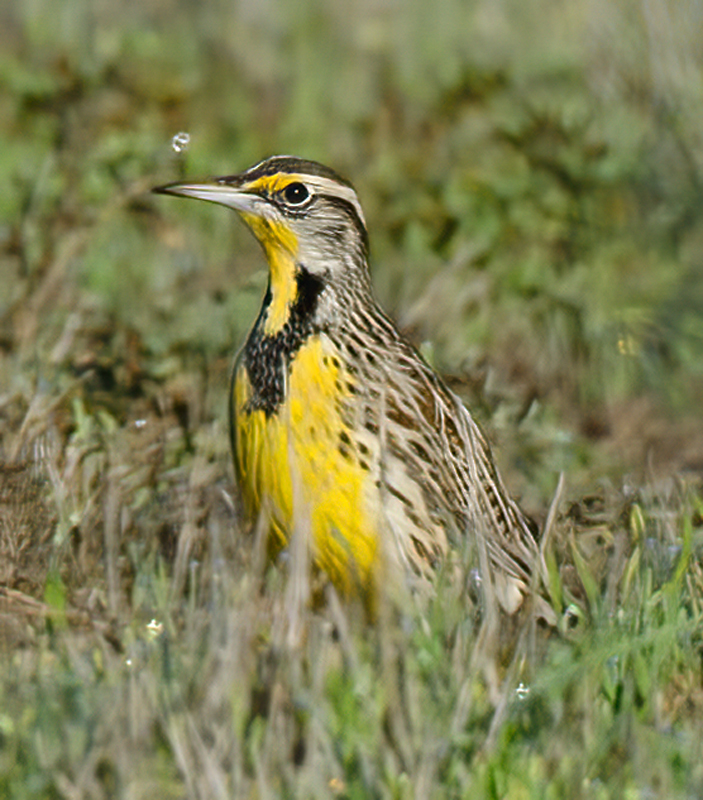 Western_Meadowlark_11_CA_001