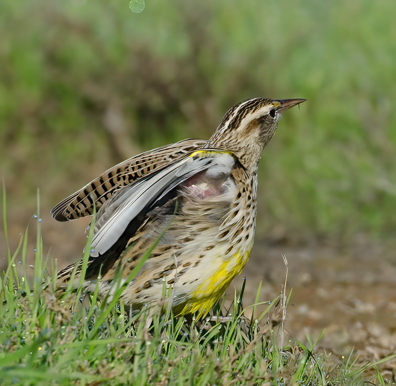 Western_Meadowlark_11_CA_036
