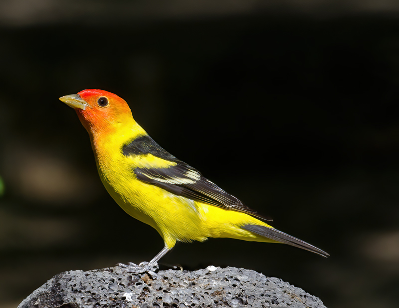 Western_Tanager_13_CA_015