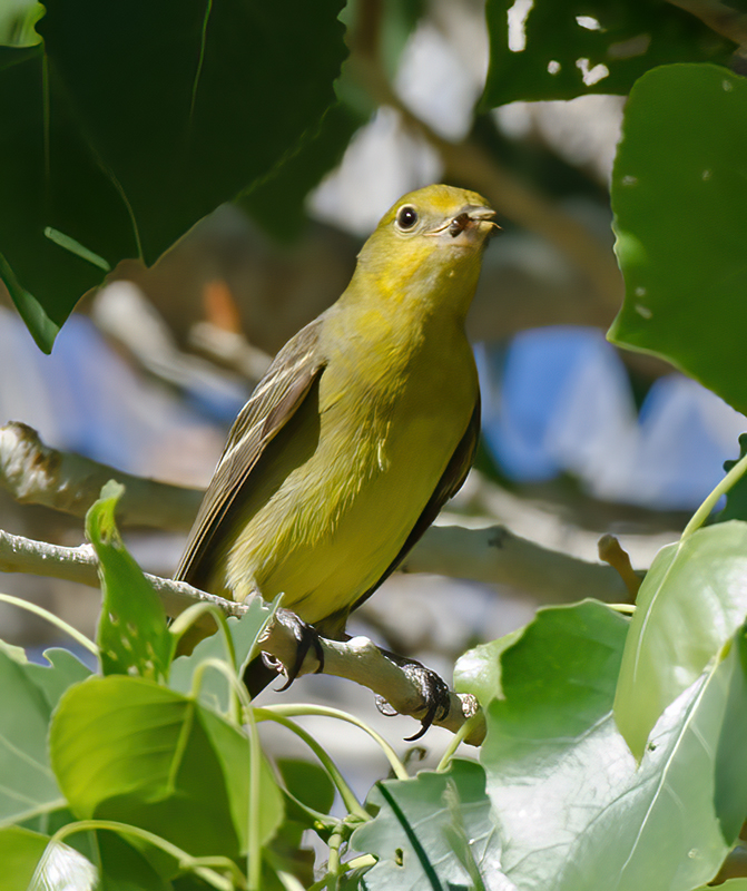 Western_Tanager_13_CA_016