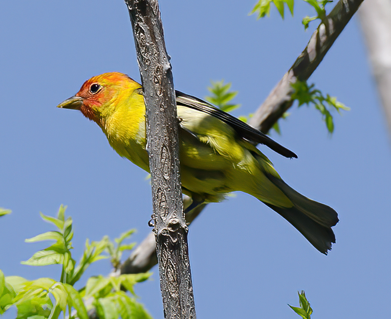 Western_Tanager_13_CA_041