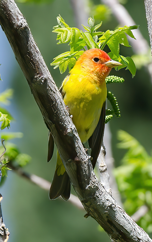 Western_Tanager_13_CA_043