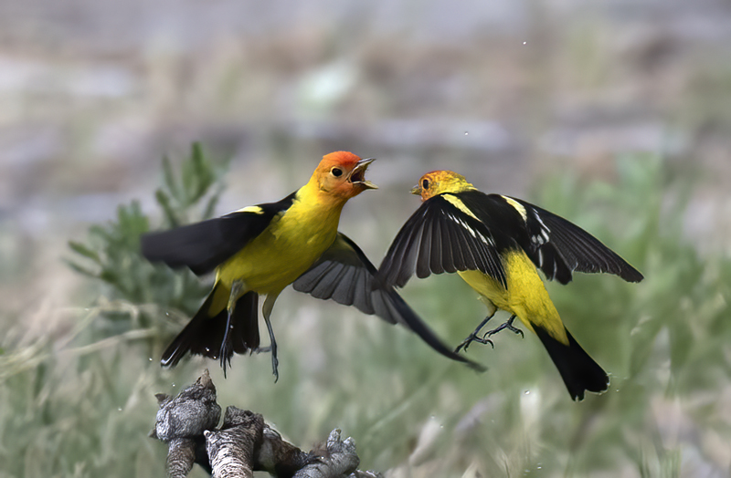 Western_Tanager_16_CA_004