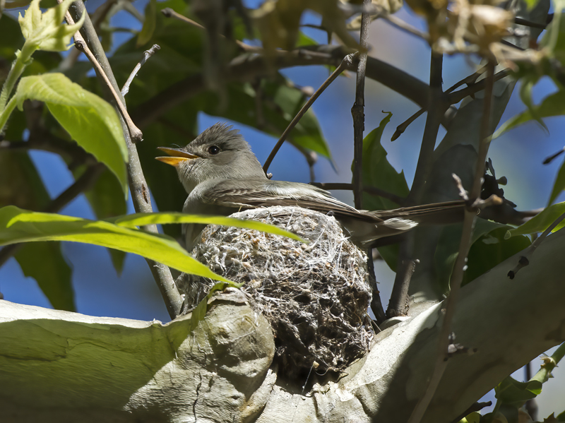 Western_Wood_Pewee_15_AZ_016