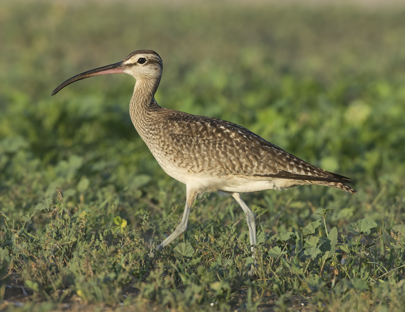 Whimbrel_15_CA_007