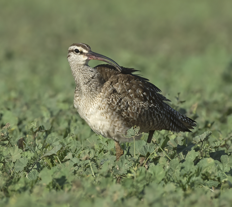 Whimbrel_15_CA_034