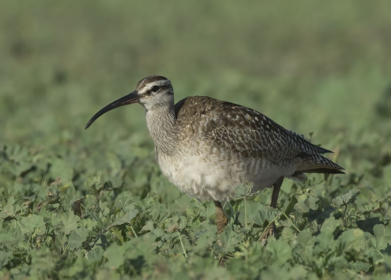Whimbrel_15_CA_037