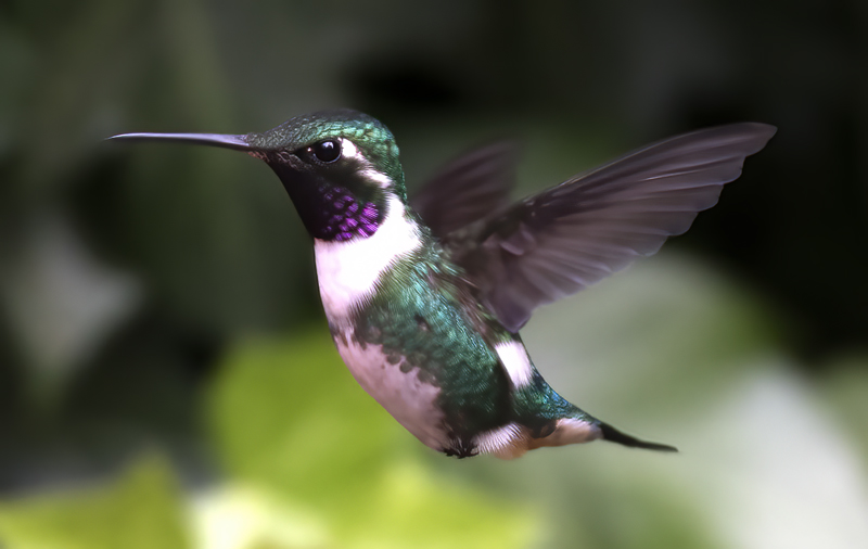 White-bellied_Woodstar_18_Ecuador_006