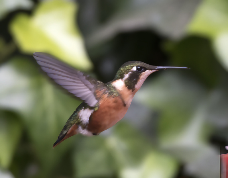 White-bellied_Woodstar_18_Ecuador_009