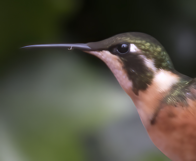 White-bellied_Woodstar_18_Ecuador_009a
