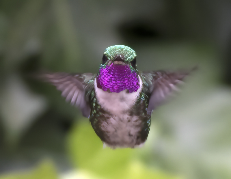 White-bellied_Woodstar_18_Ecuador_015