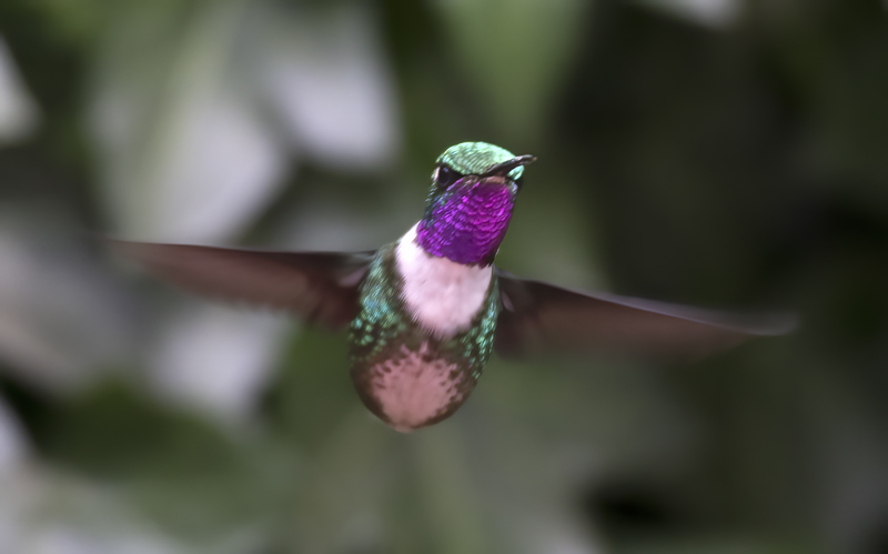 White-bellied_Woodstar_18_Ecuador_030