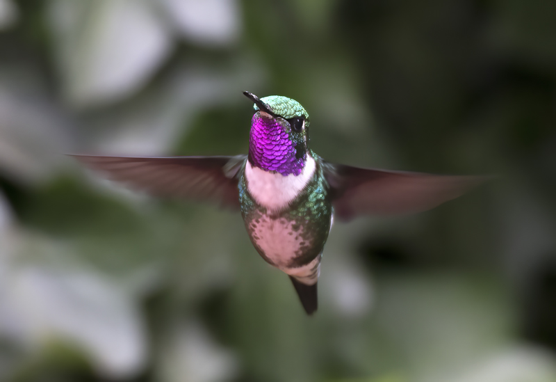 White-bellied_Woodstar_18_Ecuador_038