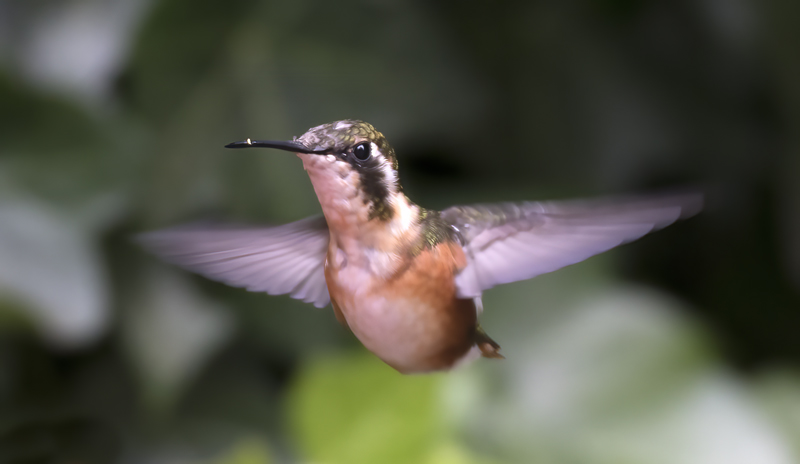 White-bellied_Woodstar_18_Ecuador_043