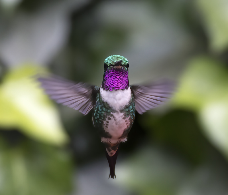 White-bellied_Woodstar_18_Ecuador_049