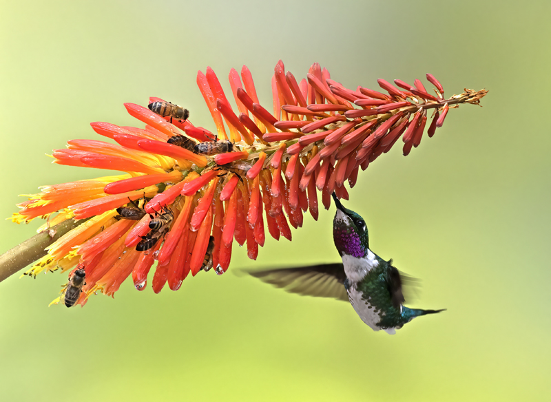 White-bellied_Woodstar_18_Ecuador_068