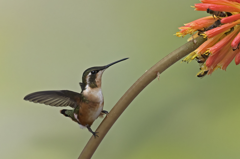 White-bellied_Woodstar_18_Ecuador_081