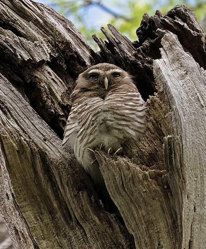 White-browed_Owl_24_Madagascar_042