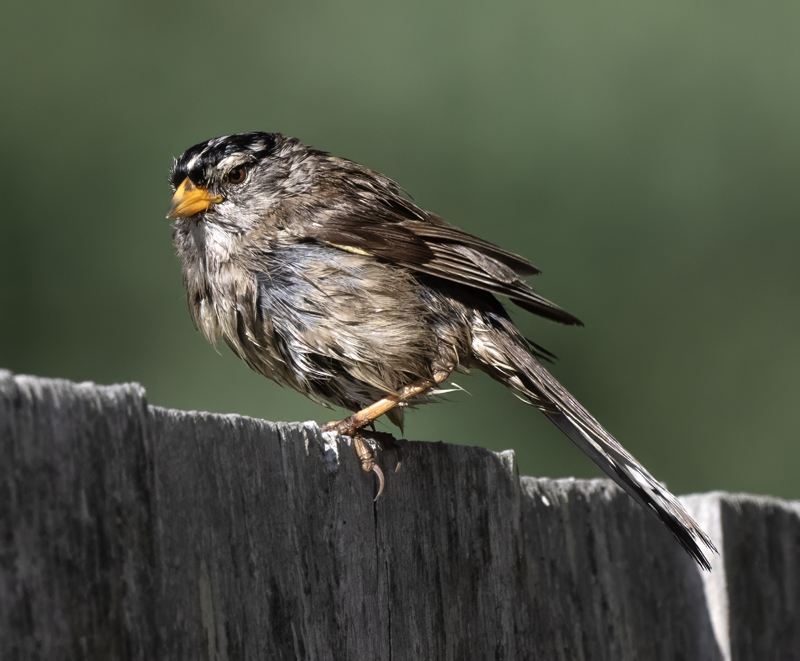 White-crowned_Sparrow_23_WA_L_501