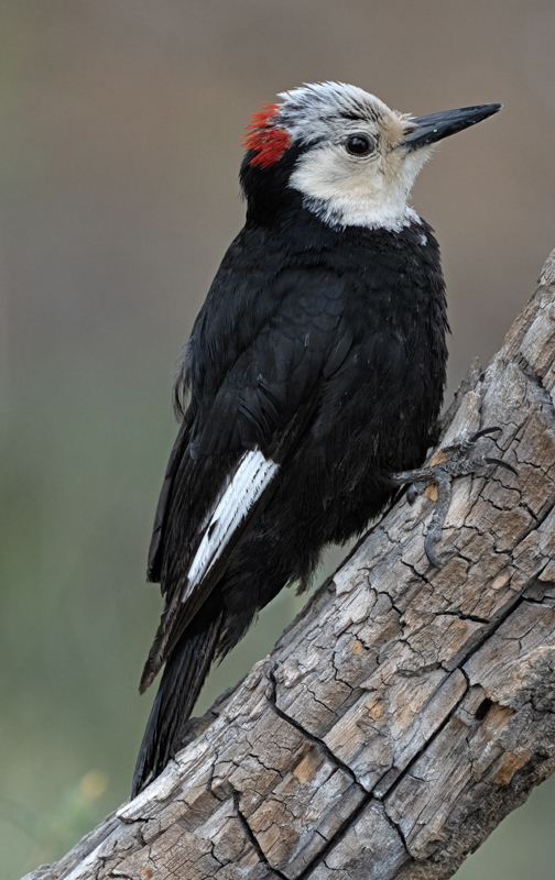 White-headed_Woodpecker_23_OR_L_507
