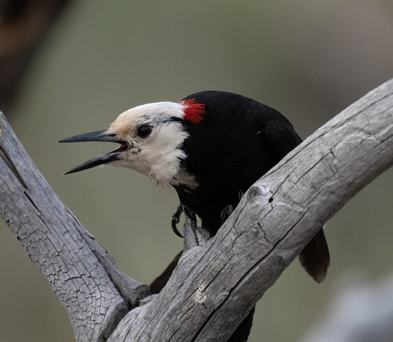 White-headed_Woodpecker_23_OR_L_512