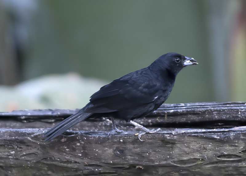 White-lined_Tanager_18_Ecuador_001