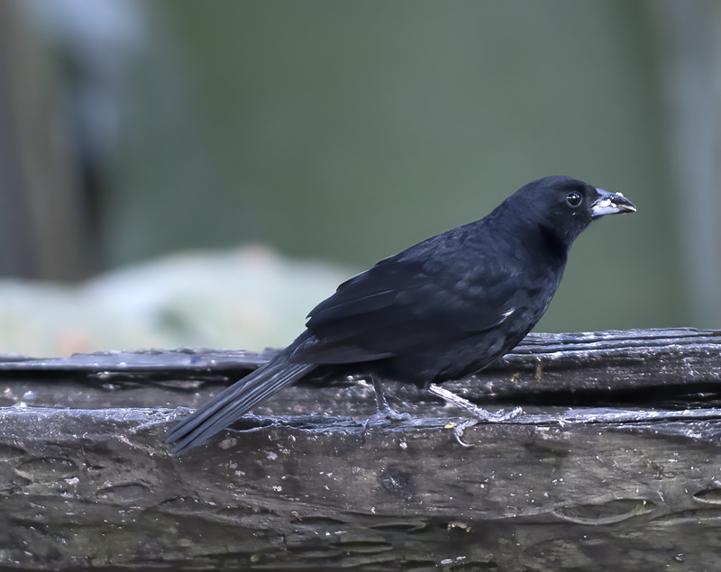 White-lined_Tanager_18_Ecuador_002