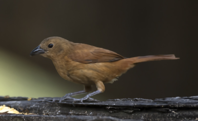 White-lined_Tanager_18_Ecuador_007