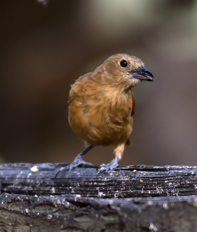 White-lined_Tanager_18_Ecuador_012