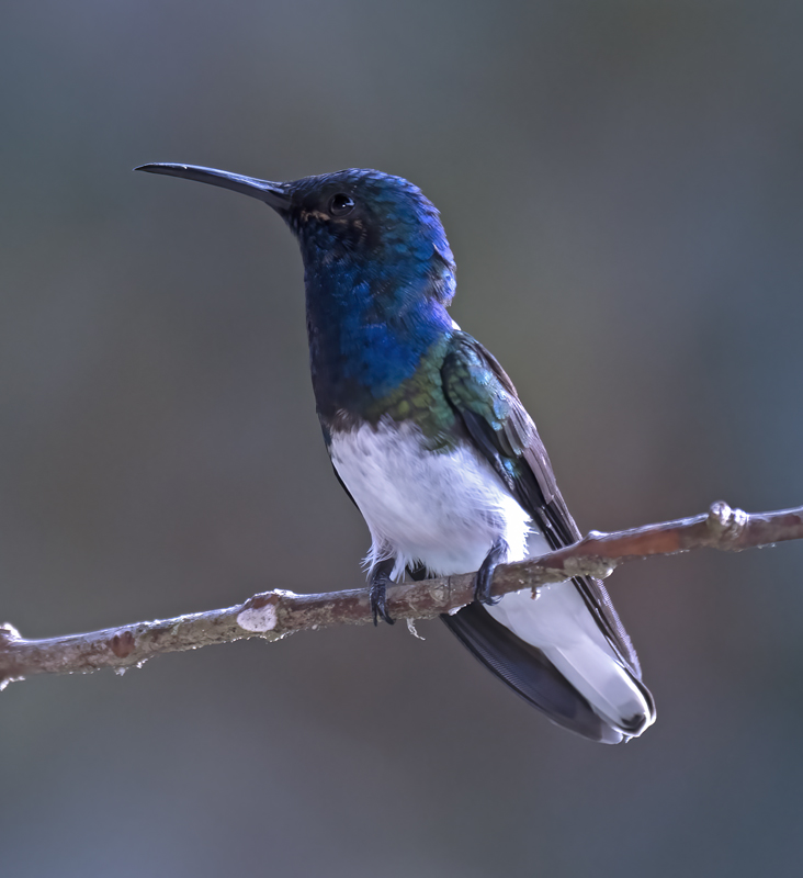 White-necked_Jacobin_18_Ecuador_025
